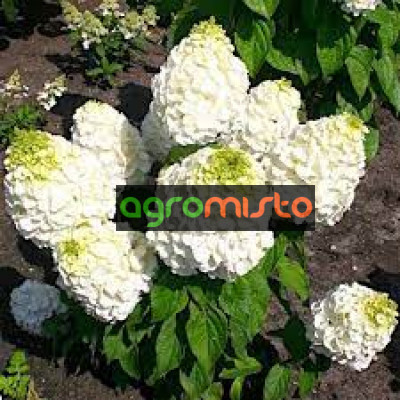 Гортензія біла Hydrangea paniculata Mont Blanc (С1