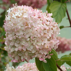 Гортензія біло рожева Hydrangea paniculata Phantom (С3)
