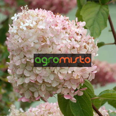 Гортензія біло рожева Hydrangea paniculata Phantom (С7