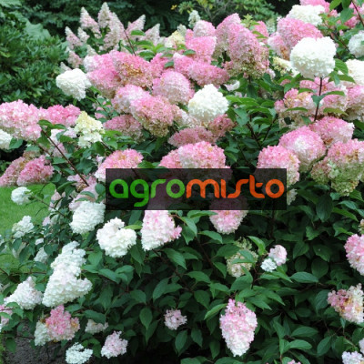 Гортензія біло рожева Hydrangea paniculata Pink Lady (С12)