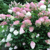 Гортензія біло рожева Hydrangea paniculata Pink Lady (С7