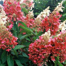 Гортензія біло рожева Hydrangea paniculata Pinky Winky (C1