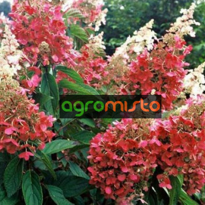 Гортензія біло рожева Hydrangea paniculata Pinky Winky (C1