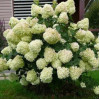 Гортензія біла Hydrangea paniculata Silver Dollar (C3)