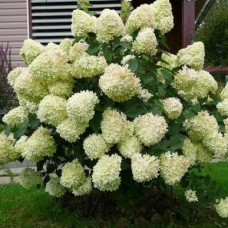 Гортензія біла Hydrangea paniculata Silver Dollar (C3)