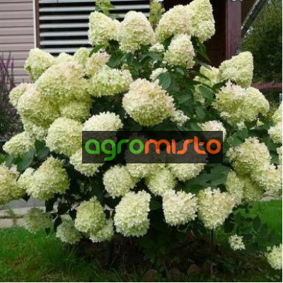 Гортензія біла Hydrangea paniculata Silver Dollar (C5)