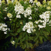 Гортензія біла Hydrangea paniculata Unique (С3)
