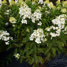 Гортензія біла Hydrangea paniculata Unique (С3)