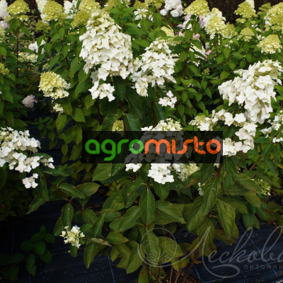 Гортензія біла Hydrangea paniculata Unique (С3)