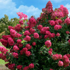 Гортензія біло рожева Hydrangea paniculata Wim