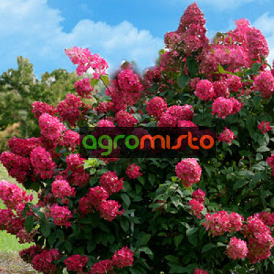 Гортензія біло рожева Hydrangea paniculata Wim