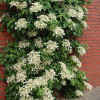 Гортензія плетиста Hydrangea petiolaris (С3)