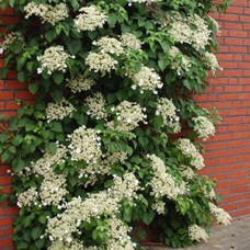 Гортензія плетиста Hydrangea petiolaris (С3)