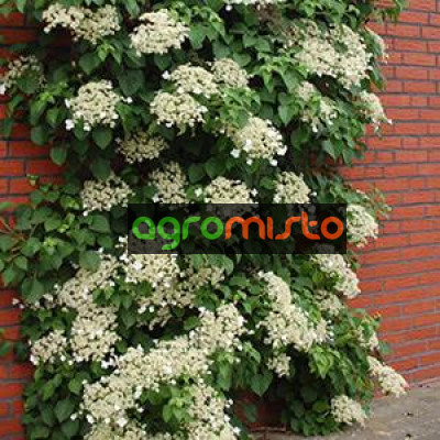 Гортензія плетиста Hydrangea petiolaris (С3)