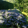 Гортензія Hydrangea serrata Magic Pillow (С3)