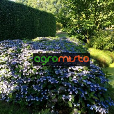 Гортензія Hydrangea serrata Magic Pillow (С3)