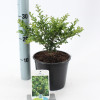 Падуб Ilex crenata Convexa (С5)