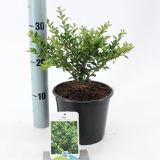 Падуб Ilex crenata Convexa (С5)