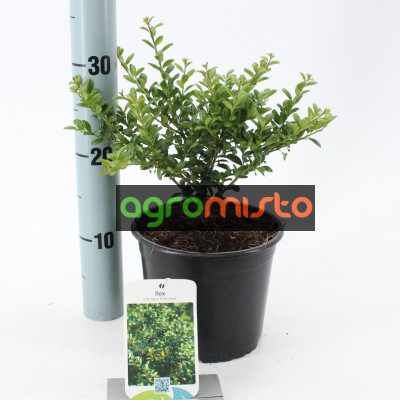 Падуб Ilex crenata Convexa (С5)