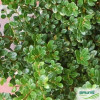 Падуб Ilex crenata Glory Draft (С2)