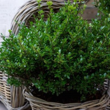 Падуб Ilex crenata Luxus Globe (С5)