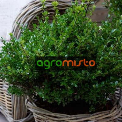 Падуб Ilex crenata Luxus Globe (С5)