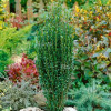 Падуб Ilex crenata Fastigiata (C2)