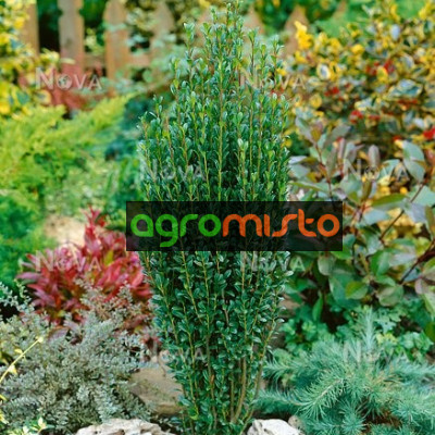 Падуб Ilex crenata Fastigiata (C2)