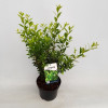 Падуб Ilex maximowicziana Kanehirae (C3)