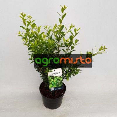Падуб Ilex maximowicziana Kanehirae (C3)