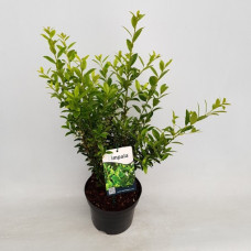 Падуб Ilex maximowicziana Kanehirae (C5)