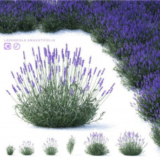 Лаванда вузьколиста Lavandula angustifolia (С2)