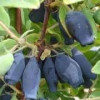 Камчатська ягода Lonicera caerulea Wojtek (С3)