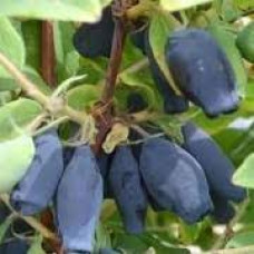 Камчатська ягода Lonicera caerulea Wojtek (С3)