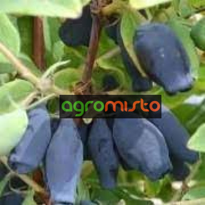 Камчатська ягода Lonicera caerulea Wojtek (С3)