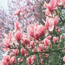 Магнолія рожево біла Magnolia denudata Fragrant Cloud (С3)