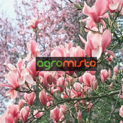 Магнолія рожево біла Magnolia denudata Fragrant Cloud (С3)
