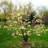 Магнолія жовта Magnolia Yellow River (С3) Магнолія жовта Magnolia Yellow River (С3)