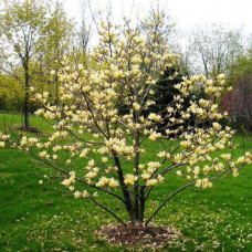 Магнолія жовта Magnolia Yellow River (С3) Магнолія жовта Magnolia Yellow River (С3)