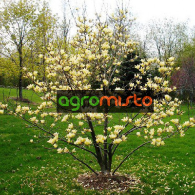 Магнолія жовта Magnolia Yellow River (С3)
