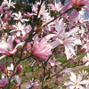 Магнолія рожева Magnolia x loebneri Leonard Messel (С3)