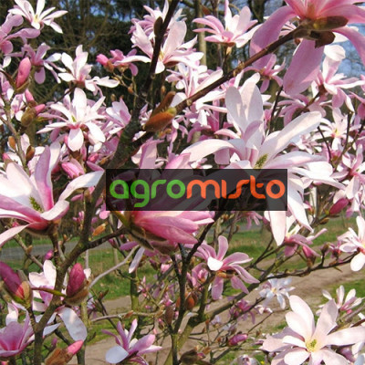 Магнолія рожева Magnolia x loebneri Leonard Messel (С3)