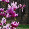 Магнолія рожева Magnolia Betty (С3) Магнолія рожева Magnolia Betty (С3)