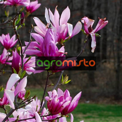 Магнолія рожева Magnolia Betty (С3)