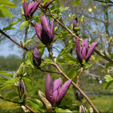 Магнолія темно фіолетова Magnolia Black Beauty (С3)