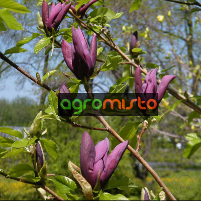 Магнолія темно фіолетова Magnolia Black Beauty (С3)