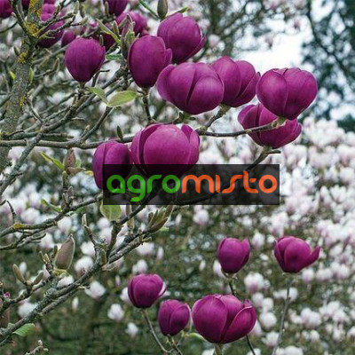 Магнолія темно фіолетова Magnolia Black Tulip (С3)