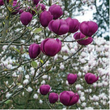 Магнолія темно фіолетова Magnolia Black Tulip (C15)