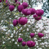 Магнолія темно фіолетова Magnolia Black Tulip (C20)