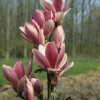 Магнолія біло рожева Magnolia Fragrant Cloud (C3) Магнолія біло рожева Magnolia Fragrant Cloud (C3)